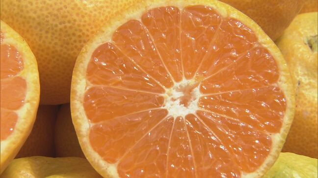 「甘みがグッと強くなった」ハウス栽培の温州みかん収穫始まる 贈り物としても人気　三重・紀宝町|TBS NEWS DIG