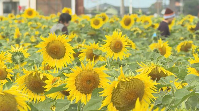 コスモスと季節外れのヒマワリ満開　映画「ストロベリームーン」再現畑が話題　大分・中津市|TBS NEWS DIG