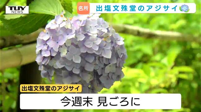「ミセス〇〇〇」名前に込められた意味は？ジメジメ気分をぱっと涼やかに！山形市“あじさい参道”まもなく見頃　カメラマンたちがベストショット狙う！|TBS NEWS DIG