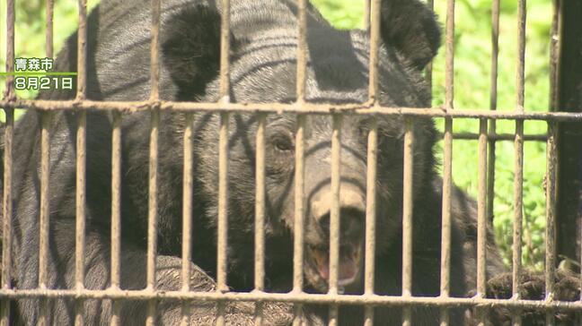 青森県が「ツキノワグマ出没警報」の期間を延長　「11月末まで」→「当分の間」に　10月末時点の出没件数は前年比1776件増　過去最多の出没と11月に2件の人身被害が発生したため|TBS NEWS DIG
