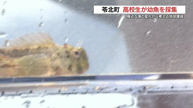 高校生が"お魚王子"と幼魚を採集　身近な海から考える地球環境問題|TBS NEWS DIG