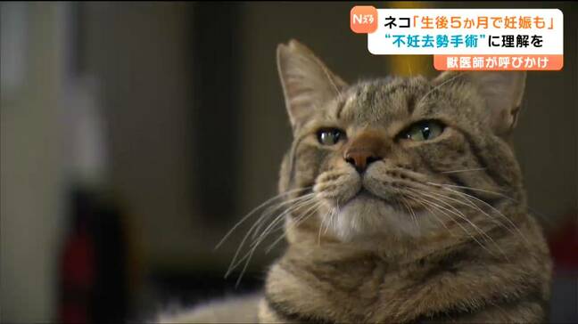 ネコって年に何回出産?何歳から妊娠?獣医師が解説「増えない方法はたった一つ」 宮城|TBS NEWS DIG