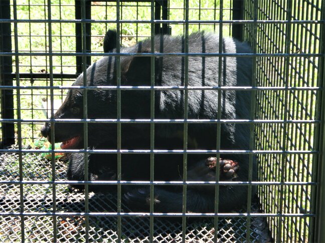 リンゴ園で体長1・2メートルのクマを捕獲　前日目撃されたクマとは別の個体か　青森県黒石市|TBS NEWS DIG