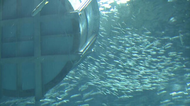 「さらにダイナミックなショーをお披露目したい」2万匹のイワシ バケツリレーで水族館にお引っ越し|TBS NEWS DIG