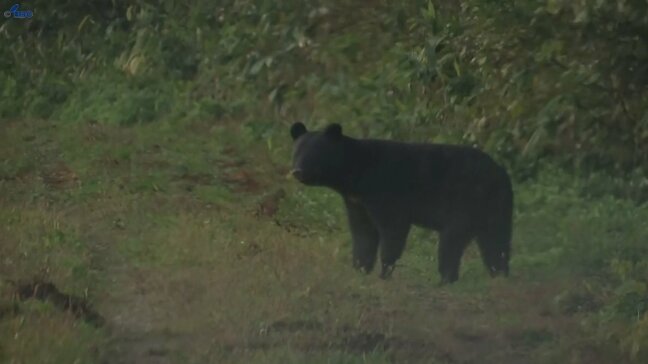 記者が車で走行中にクマの親子と遭遇　とっさに車内から撮影　秋田市|TBS NEWS DIG