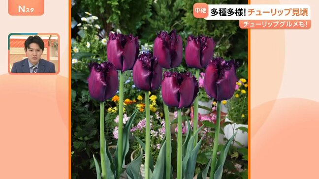 GWは来場者30万人に!今が見頃!富山・砺波市のチューリップフェアから驚きのチューリップ&グルメをご紹介!|TBS NEWS DIG