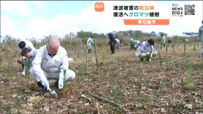 震災からの復興願い…未来へつなぐ海岸防災林、住民らがクロマツの苗木600本植樹 宮城・東松島市|TBS NEWS DIG