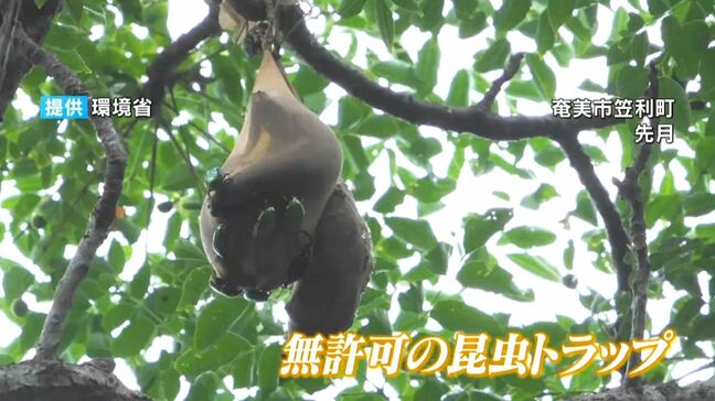 アマミノコギリクワガタも標的に…国立公園で無許可トラップ　環境省「野生生物の持ち出し注意」呼びかけ　鹿児島|TBS NEWS DIG