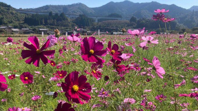 秋の青空のもと 風の中で寄り添う赤や白のコスモス60万本が見ごろ　大分・佐伯市　|　大分のニュース｜OBS NEWS｜大分放送