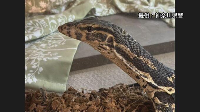 体長約1.2メートルの脱走オオトカゲ見つかる　飼い主の自宅のクローゼット下に…そもそも外に出ていなかったか　横浜市・緑区|TBS NEWS DIG