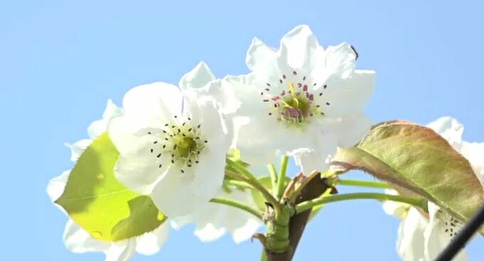 ナシの花が満開 生産者たちが丁寧に受粉作業 夏の豊作へ期待込める 金沢市　|　石川県のニュース｜MRO北陸放送