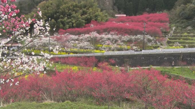 「天国に一番近い里」でハナモモの花がみごろ　|　BSSニュース | BSS山陰放送