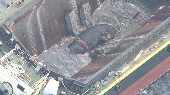 【速報】迷いクジラ「淀ちゃん」太平洋へ還る　午後3時すぎ和歌山・白浜沖で沈下作業を実施　《クジラがわたしたちに残したもの》歯や皮膚、胃の中のイカなどは学術調査へ|TBS NEWS DIG