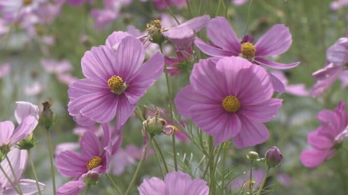 チョコレートの香りがする花も　2000株のコスモスが見頃迎える　甲州市のハーブ庭園旅日記　|　山梨のニュース | ＵＴＹテレビ山梨