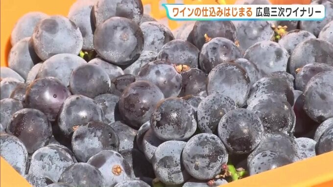 猛暑でもいいブドウができた　地元で収穫のブドウでワインの初仕込み　広島三次ワイナリー　|　RCC NEWS | 広島ニュース | RCC中国放送