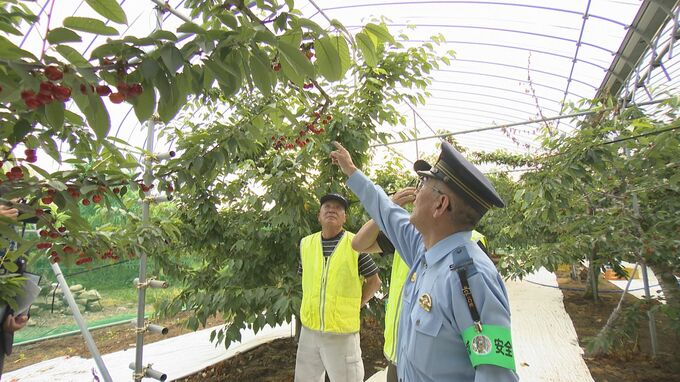 今年すでに1件、2万円相当盗まれる被害…サクランボ盗難防止へパトロール　福島　|　福島のニュース│TUF
