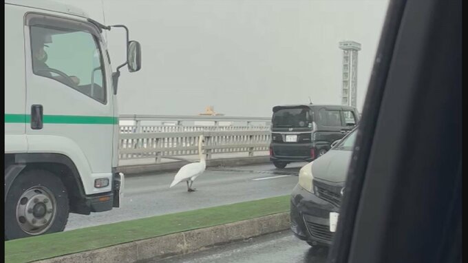 「ゆっくりペタペタ歩いていた」渋滞の原因にドライバー苦笑　道路にハクチョウ　|　BSSニュース | BSS山陰放送