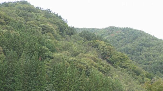 キノコ採りの78歳男性が死亡　大鹿村の山林で発見　急こう配の斜面の下　2日に山に入り行方不明に　長野　|　SBC NEWS | 長野のニュース | SBC信越放送