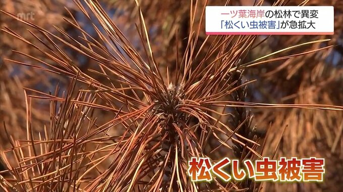 切り札の「抵抗性マツ」も枯れる 深刻化する松くい虫被害の実態　ドローン活用に活路も　|　MRTニュース ｜ ＭＲＴ宮崎放送