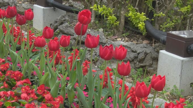 ことしのテーマカラーは“Red”　春満開！沖縄こどもの国で3万株が咲き誇る「花まつり」を開催|TBS NEWS DIG