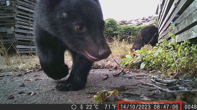 激撮！親子グマ３頭が木工所のカメラにくっきり…「サファリパークだった」社員はおもちゃの火薬銃で警戒しながら仕事|TBS NEWS DIG