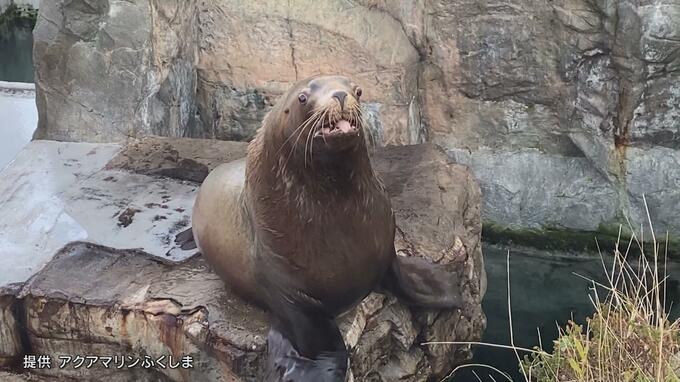 アクアマリンふくしま　トドのイチロー（28）天国へ旅立つ　|　福島のニュース│TUF