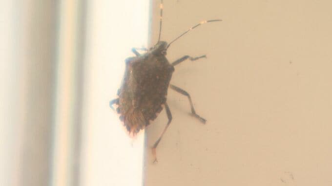 紅葉が見ごろになると現れる”やっかいもの”「匂いがあると活動に支障をきたしてしまう」冬支度始まった山間の施設で苦闘続く…地元で使う手作り捕獲器とは|TBS NEWS DIG