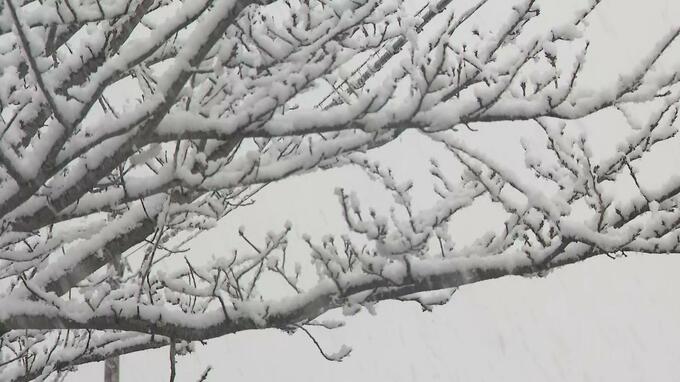 雪の重みで竹が倒壊し線路に　列車の運転見合わせ相次ぐ　　ＪＲ筑豊本線とＪＲ日田彦山線　|　福岡のニュース｜RKB NEWS｜RKB毎日放送