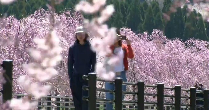 1.5kmの “サクラミチ”  防災道路沿いに400本の「しだれ桜」が満開　感謝と復興への願い  阿蘇・高森　|　熊本のニュース｜RKK NEWS｜RKK熊本放送
