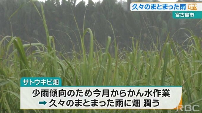 宮古島市で恵みの雨　農作物潤う　平年の7月の半分の雨量を観測　|　沖縄のニュース｜RBC 琉球放送
