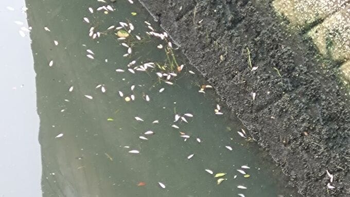 ｢魚が浮いている…｣ ボラ約2000匹大量死 名古屋の堀川で… 有害物質は検出されず 去年6月には“酸欠”で1200匹死ぬ|TBS NEWS DIG