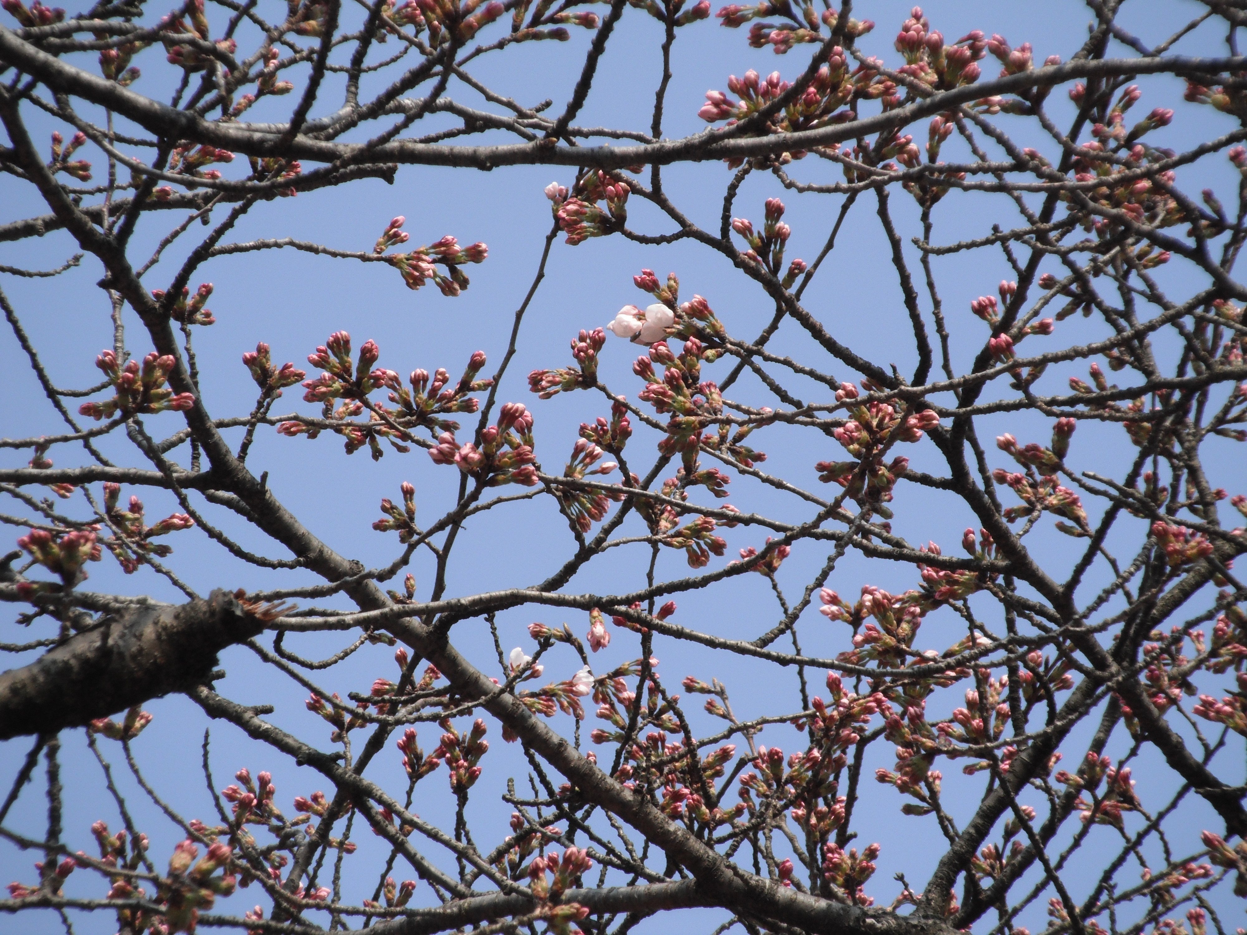 富山の桜 2026】高岡古城公園で開花宣言…去年より3日早く 満開は3日頃