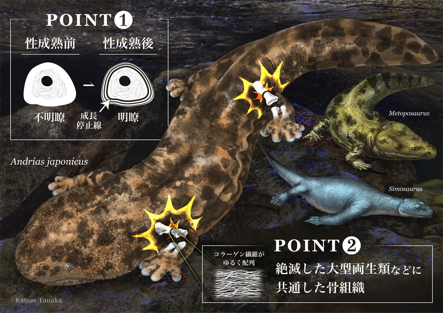 海洋生物の石灰化と硬組織 海洋生物の石灰化と硬組織 | 和田 浩爾, 小林 巖雄 |本 | 通販 | Amazon