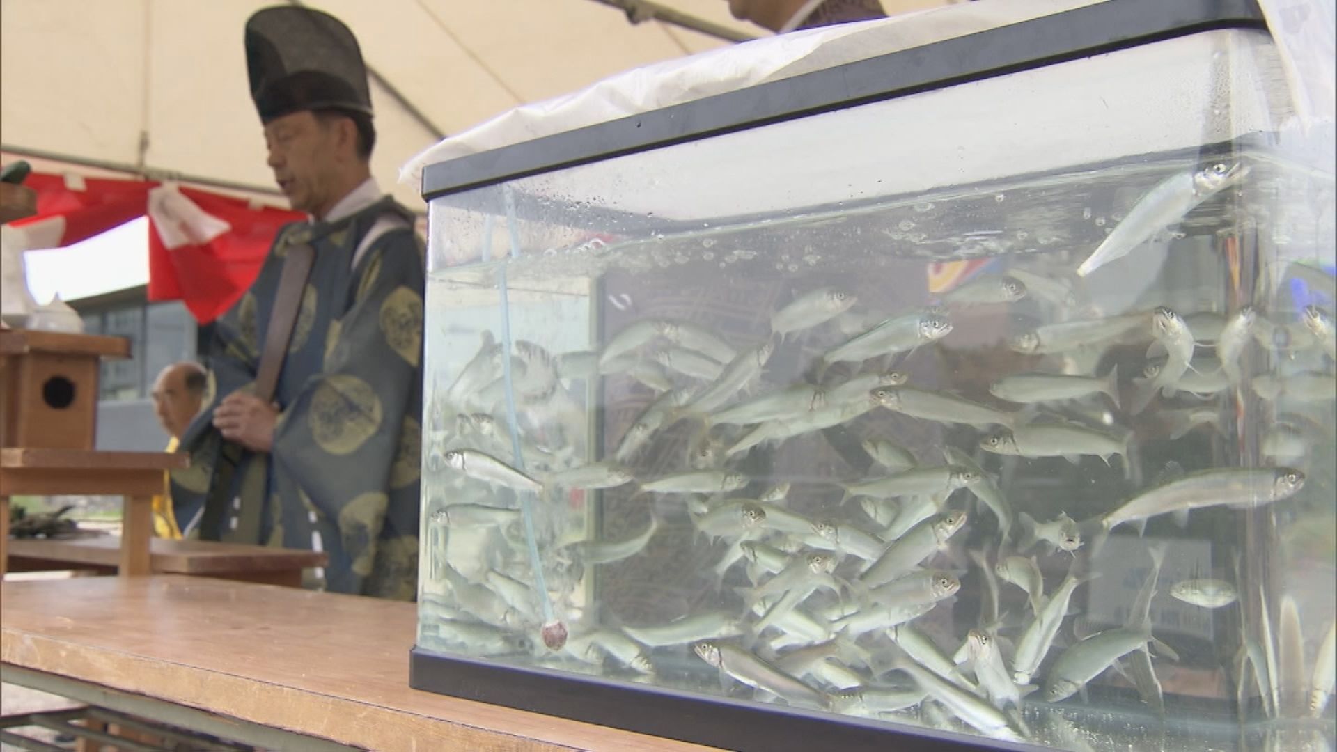 アユ漁解禁を前に、長良川で稚アユ２万匹を放流