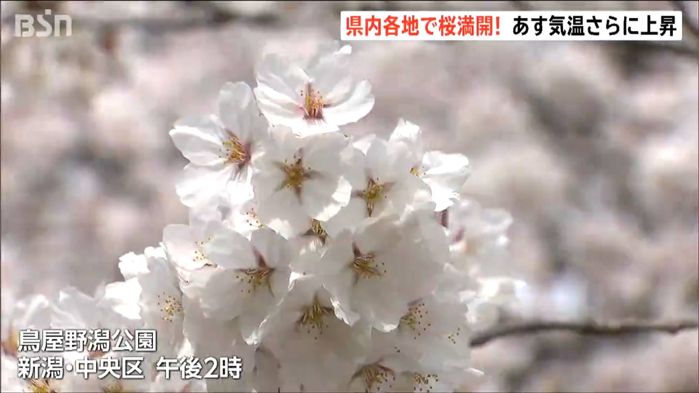 【２月末〜３月上旬発送】からから草様 この冬にクロコスミアを掘り上げて株分けしたかったんだけど、もう芽が