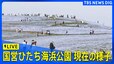 ゴールデンウィークでネモフィラが見ごろ　国営ひたち海浜公園、現在の様子（2025年4月29日）|TBS NEWS DIG
