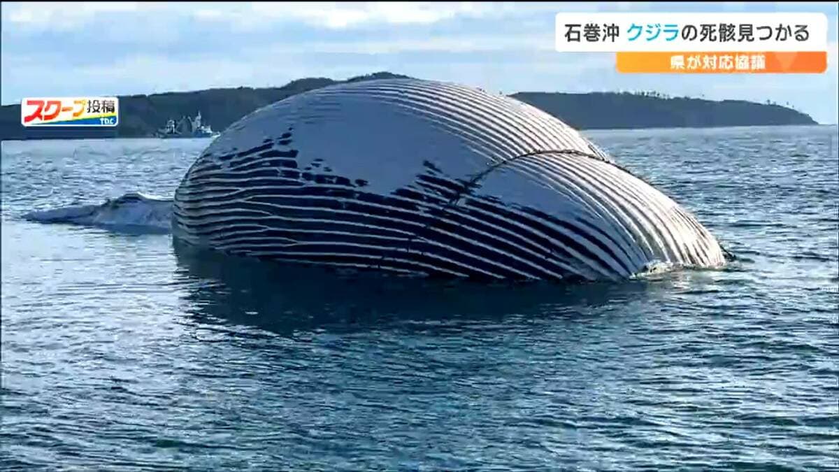 死んだ状態が長くそのまま流されてきたか」沖合に浮かぶクジラ水族館が