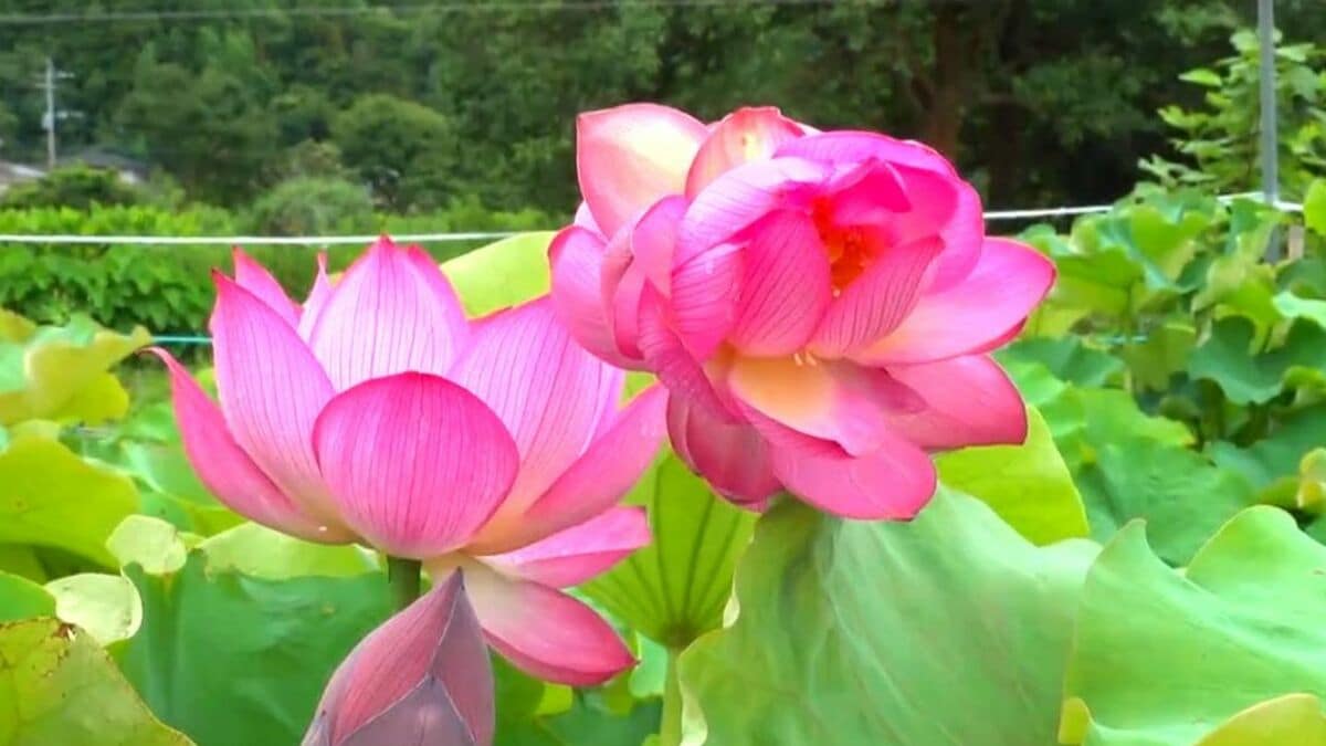 50年～100年に一度の珍しいハス 1本の茎に2つの花が咲く「双頭蓮