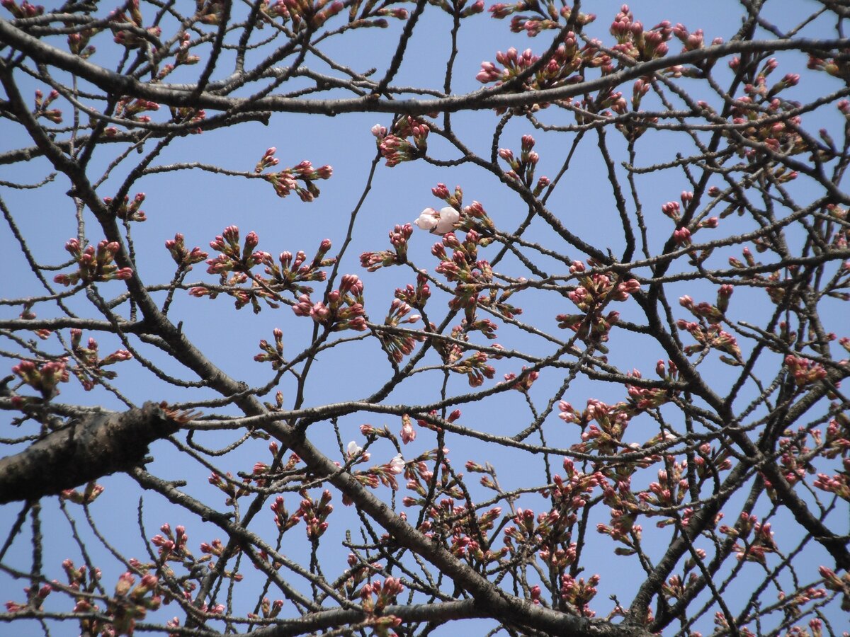 富山の桜 2026】高岡古城公園で開花宣言…去年より3日早く 満開は3日頃