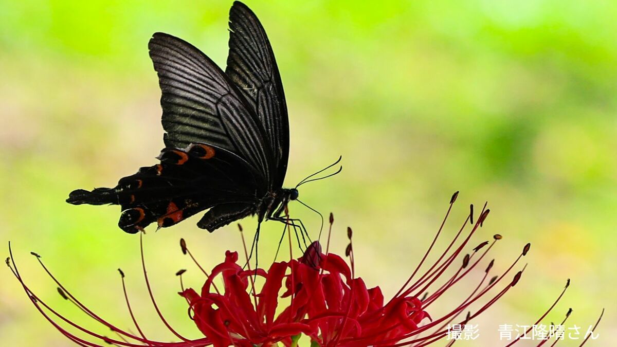 縁起が悪い」といわれてきたヒガンバナはどうして墓地や畔に多い