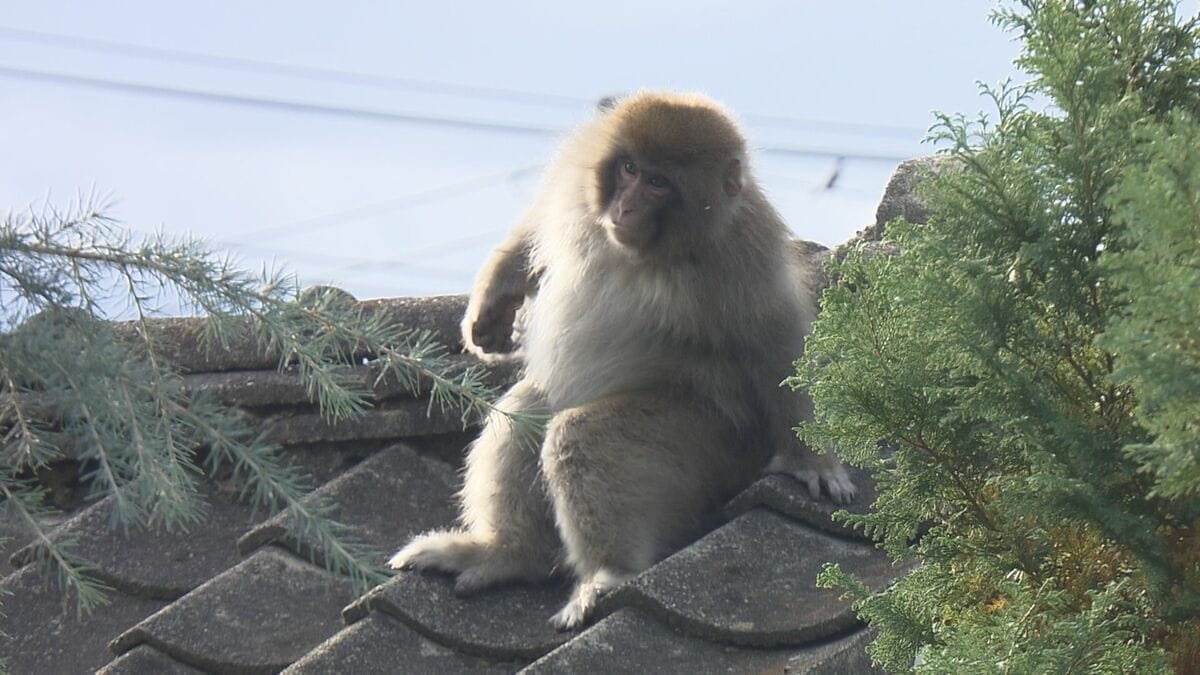 カキを頬張り木の上でうとうと…福島市の住宅街にサル 目撃相次ぎ注意