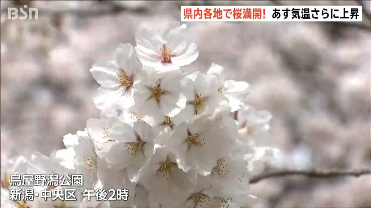 希少 レア 昼夜帯　スワン 白鳥 ? 流水に桜 ずっと散らないで欲しい…」 日本三大夜桜・高田城址公園で満開 平年