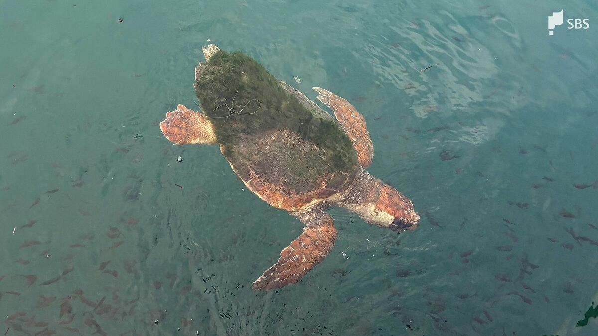 なんでこんなところにカメが」秋の漁港で泳ぐアカウミガメ見つかる なんでこんなところにカメが」秋の漁港で泳ぐアカウミガメ見つかる