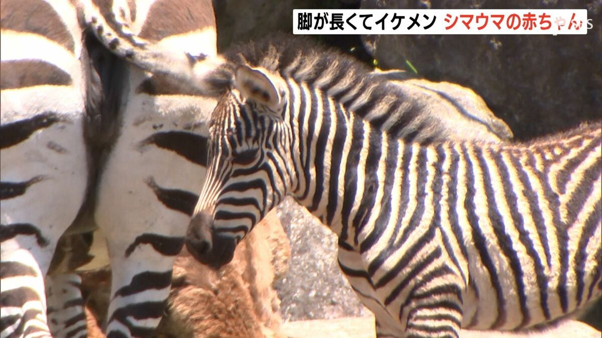 脚が長くてイケメン」シマウマの赤ちゃん人気者に 静岡・伊豆アニマル