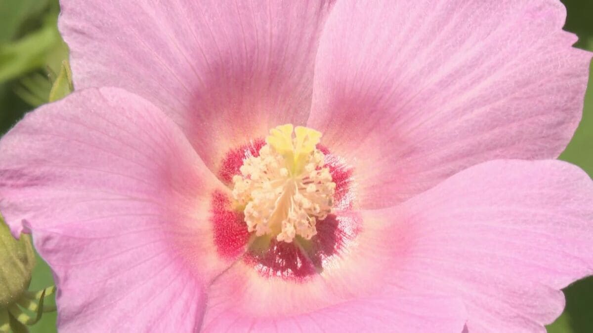 花の色が白からピンク、赤へと変化…秋に咲く約400本の「スイフヨウ」が見頃
