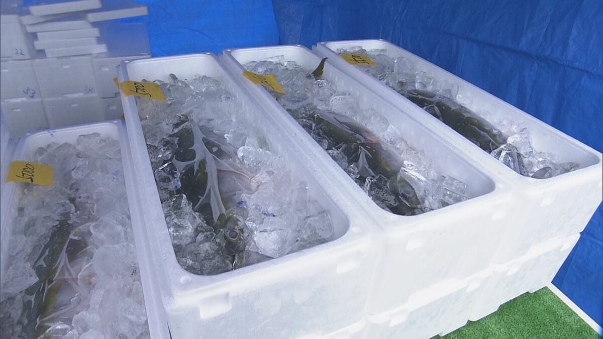 伊勢海老やブリなどが安い！年末きいながしま港市始まる「財布のひもが緩みまくりました」三重・紀北町 紀伊長島