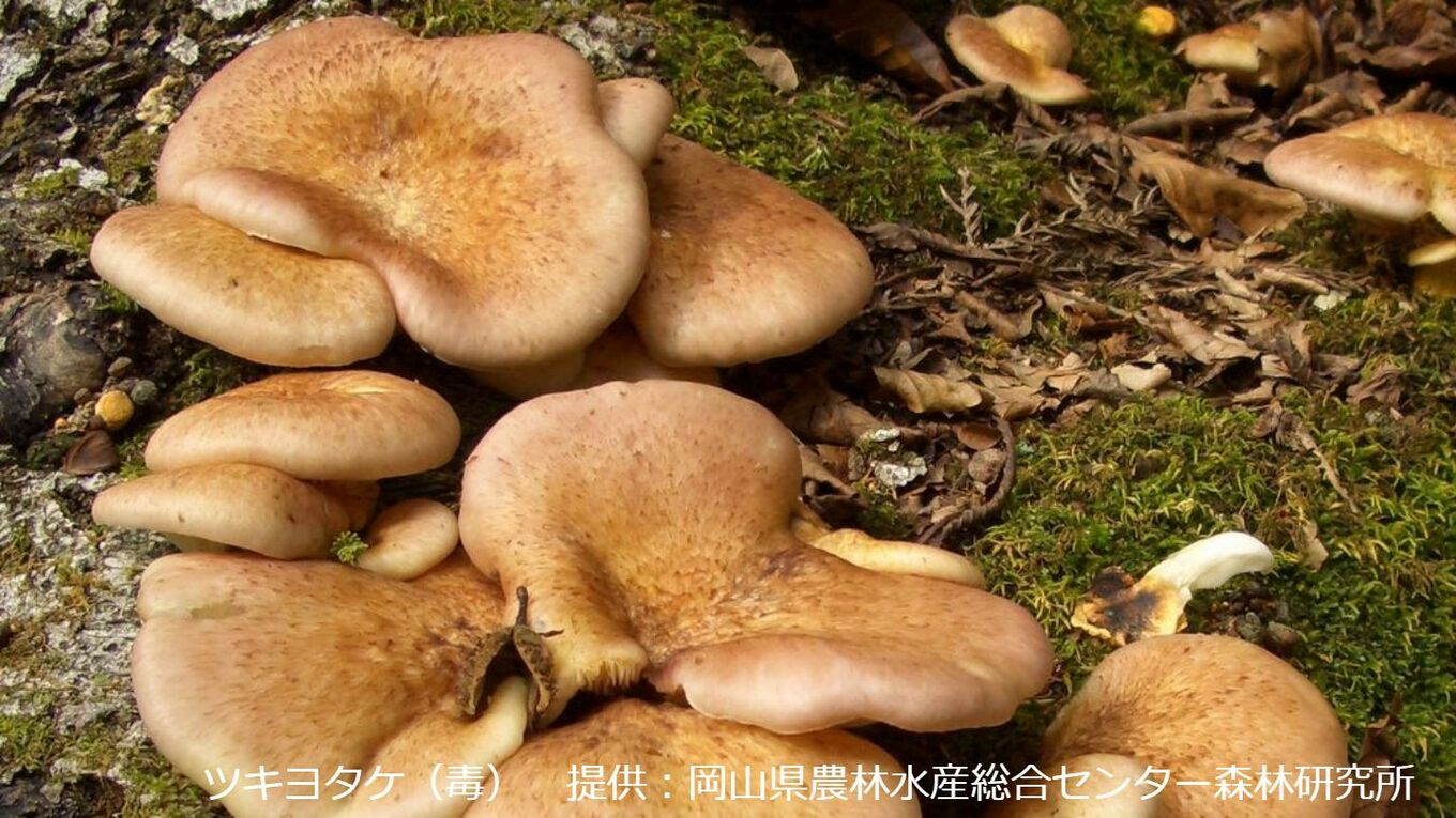 「毒キノコを食べたらどうなる?」本当に危険なキノコは6〜24時間たってから症状が出始める「初期症状は?」 | TBS NEWS DIG (4ページ)