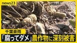 【台風18号】週末に「非常に強い勢力」に発達へ 千葉豪雨の被災地では断水解消…“水没車”撤去も農作物への被害が深刻【news23】|TBS NEWS DIG
