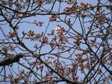 【富山の桜 2026】高岡古城公園で開花宣言…去年より3日早く 満開は3日頃 “ソメイヨシノ” 富山・高岡市　|　富山のニュース｜天気・防災｜チューリップテレビ