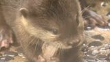「一生懸命泳ぐ姿かわいい」コツメカワウソの赤ちゃん 5匹揃って公開始まる=静岡・沼津市 | 静岡のニュース | SBSNEWS | 静岡放送
